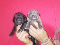 Sahibine bağlı Cane Corso yavrular