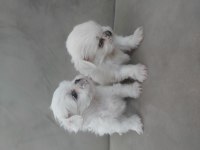Teacup Kore maltese bebekler