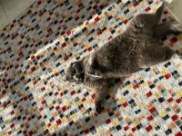 Ücretsiz sahiplendirilecek scottish fold