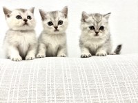 3 Adet British Shorthair