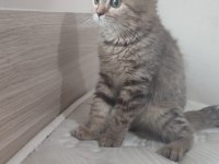 BRİTİSH SHORTHAİR MİNNOŞLAR