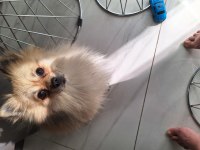 1 yaşında karamel krem pomeranian spitz