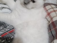 British Shorthair Kedisi