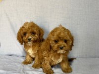 Cavapoo Köpekler