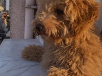 Güzel Poodle Oğluma Yuva Arıyorum