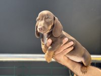 Petmode köpek çiftliğinden dacshund yavrumuz
