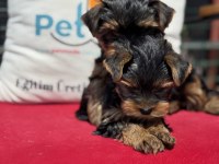 Petmode köpek çiftliğinden tea cup yorkshire terrier