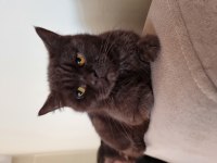 British Shorthair çikolata kızımız