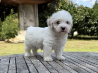 Tr nin en iyi maltipoo yavruları