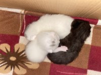 3 YENİ DOĞMUŞ BEBEK SCOTTİSH FOLD