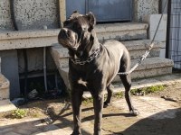Safkan şecereli A+ cane corso
