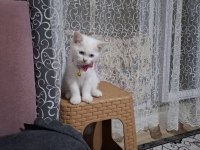Cins kedi biritichsahibinden çok oyuncuysam bir maskot