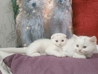 Kar topu british shorthair bebek