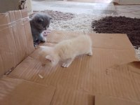 British shorthair yavrularımız rezerveye uygundur