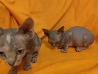 Sphynx home dişi bebekler