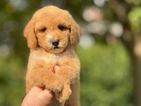 ORJİNAL LABRADOODLE YAVRULARIMIZ