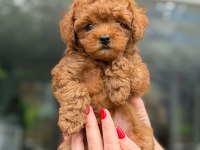 Kıvır kıvır poodle yavruları kaçmaz kalite
