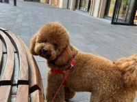 A KALİTE POODLE AYARINDA KAHVERENGİ MALTİPOO