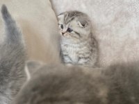 Mükemmel TATLI Yavru Kedilerimiz