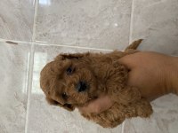Orjinal kıvır kıvır toy poodle bebekler