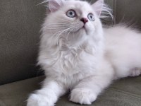 British Longhair 3.5 Aylık Erkek