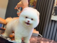 Yavru Pomeranian Boolarımız