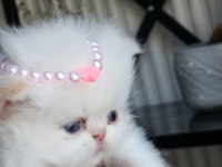 SAFKAN İRAN KEDİSİ YAVRULARI