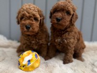 Toy Poodle Yavrular