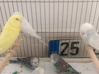 Yavru muhabbet kuşlari ele alışık evciller