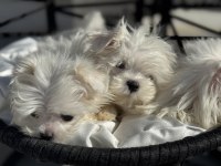 Petmode Köpek Çiftliğinden Kore Kan Maltese