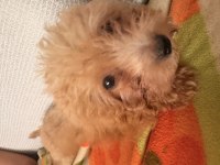 Sevimli Ve Akıllı Köpeğime Acil Yuva Arıyorum
