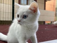 Van British Shorthair Karmasi 2 Aylık Dişi