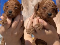 Kore poodle çok sevimli yavrular 