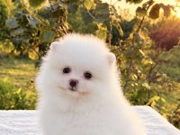 KUSURSUZ KARBEYAZ DİŞİ POMERANİAN BOO