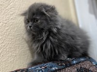 British longhair yavrum yeni yuvasını arıyor