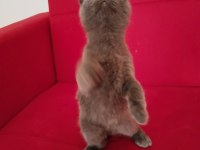 2.5 aylık ve 3.5 aylık british shorthair