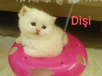 British shorthair golden dişi