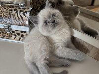 Safkan british shorthair blue point