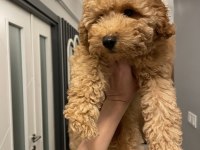 Poodle erkek yavru