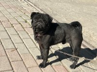 Siyah erkek pug yogi