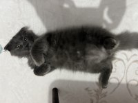 Scottish fold 3 aylık erkek