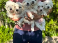 Terrier yavrumuz yeni ailesini arıyor