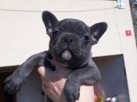 Tok kalite blue french bulldog