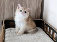 Blue golden erkek yavru british shorthair