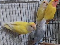 Son kalan sevda papaganları buyrun sizde sahiplenin