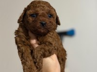 Toy poodle oyuncu sevimli ırk garanti yavrularımız