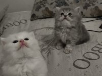 Kedilerimiz şanlıurfa