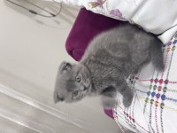 Yavru scottish fold 1 aylık