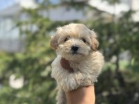 EXOTIC PET CLUB MICRO MALTIPOO