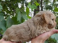 Mükemmel güzellikte maltipoo bebekler
